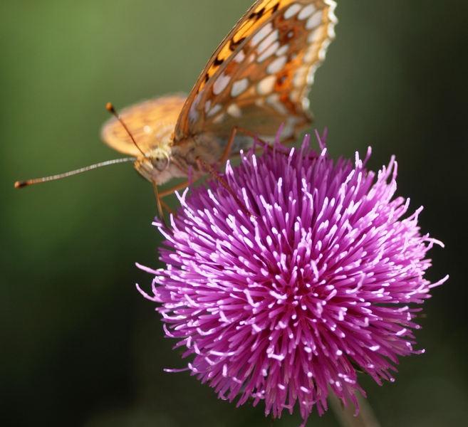 Argynnis